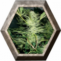 White Widow 3 semillas Medical Seeds