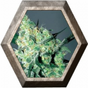 White Russian 6 semillas Serius Seeds