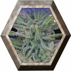 Brooklyn Mango 2 semillas D.R. Underground DR.UNDERGROUND  D.R. UNDERGROUND FEMINIZED SEEDS