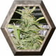 Crystal M.E.T.H. 2 semillas D.R. Underground DR.UNDERGROUND  D.R. UNDERGROUND FEMINIZED SEEDS