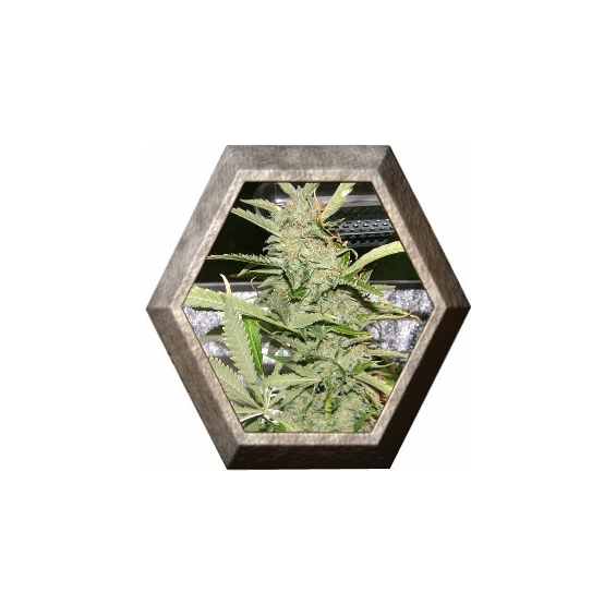 Crystal M.E.T.H. 2 semillas D.R. Underground DR.UNDERGROUND  D.R. UNDERGROUND FEMINIZED SEEDS