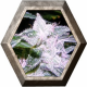 Melon Gum 2 semillas D.R. Underground DR.UNDERGROUND  D.R. UNDERGROUND FEMINIZED SEEDS