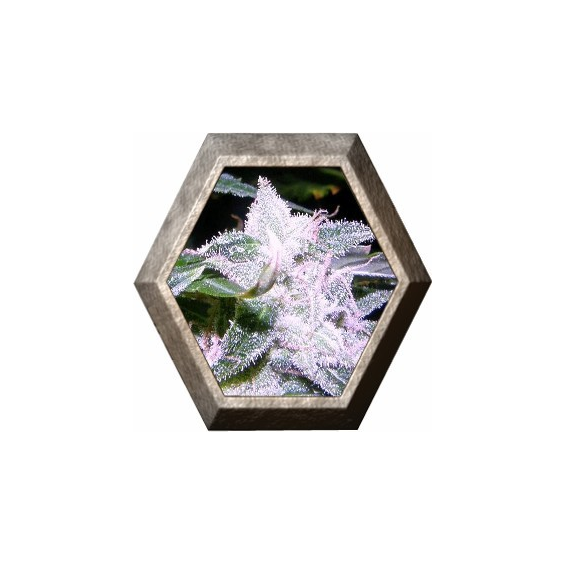 Melon Gum 2 semillas D.R. Underground DR.UNDERGROUND  D.R. UNDERGROUND FEMINIZED SEEDS