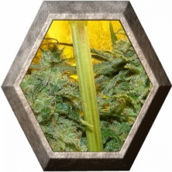 PainKiller 2 semillas D.R. Underground DR.UNDERGROUND  D.R. UNDERGROUND FEMINIZED SEEDS