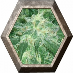 Amnesia Bilbo 1 semilla Genehtik Seeds GENEHTIK GENEHTIK SEEDS