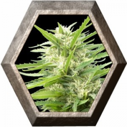 Kritikal Bilbo AK47 1 semilla Genehtik Seeds GENEHTIK GENEHTIK SEEDS