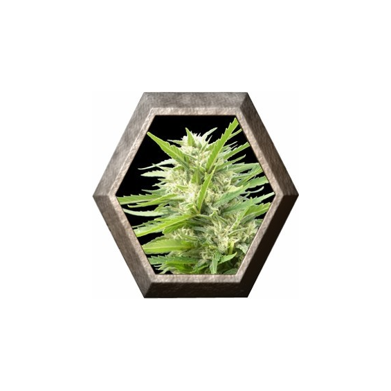 Kritikal Bilbo AK47 1 semilla Genehtik Seeds GENEHTIK GENEHTIK SEEDS