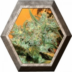 Goxuak Auto 1 semilla Genehtik Seeds GENEHTIK GENEHTIK SEEDS