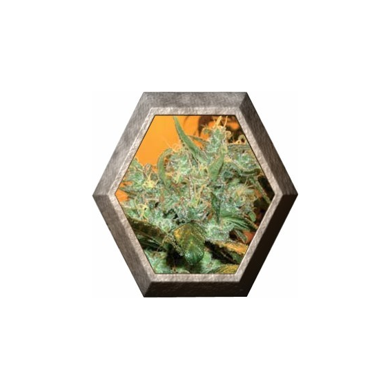 Goxuak Auto 1 semilla Genehtik Seeds GENEHTIK GENEHTIK SEEDS