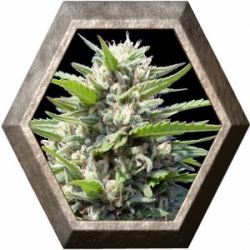 Northern Lights Auto 1 semilla Genehtik Seeds GENEHTIK GENEHTIK SEEDS