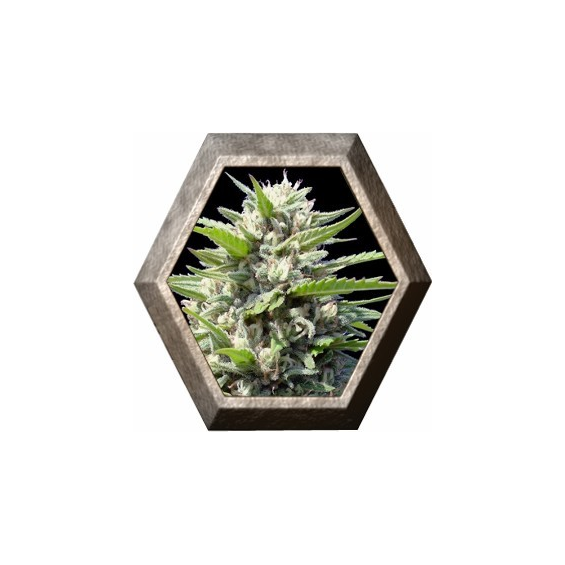 Northern Lights Auto 1 semilla Genehtik Seeds GENEHTIK GENEHTIK SEEDS