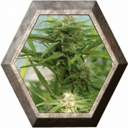 Bestial Skunk 3 semillas Elite Seeds ELITE SEEDS ELITE SEEDS