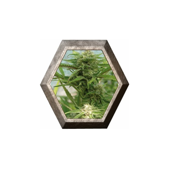 Bestial Skunk 3 semillas Elite Seeds ELITE SEEDS ELITE SEEDS