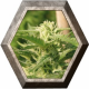 Caprichosa Tai 3 semillas Elite Seeds ELITE SEEDS ELITE SEEDS