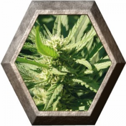 Llimonet Haze 3 semillas Elite Seeds ELITE SEEDS ELITE SEEDS