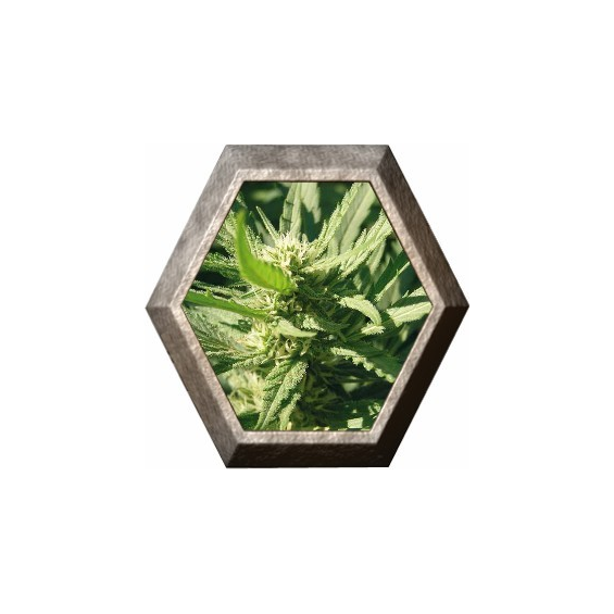 Llimonet Haze 3 semillas Elite Seeds ELITE SEEDS ELITE SEEDS