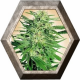 Big Bud 3 semillas Sensi Seeds SENSI SEEDS SENSI SEEDS