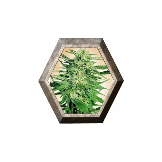 Big Bud 3 semillas Sensi Seeds SENSI SEEDS SENSI SEEDS