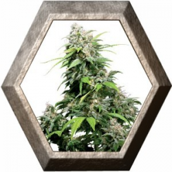 California Indica Regular 10 semillas Sensi Seeds SENSI SEEDS SENSI SEEDS