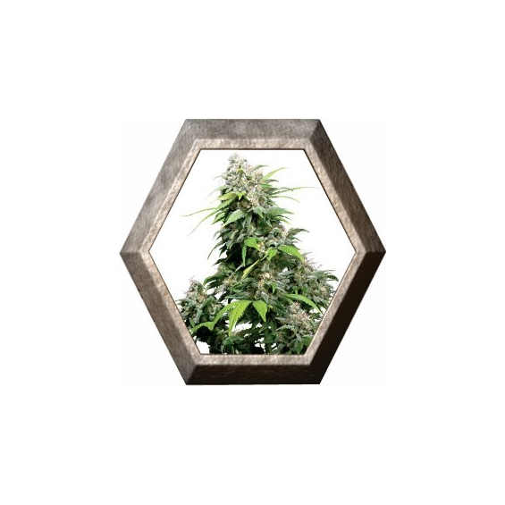 California Indica Regular 10 semillas Sensi Seeds SENSI SEEDS SENSI SEEDS