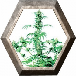 Early Girl Regular 10 semillas Sensi Seeds SENSI SEEDS SENSI SEEDS