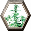 Early Girl Regular 10 semillas Sensi Seeds