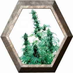 Early Skunk 3 semillas Sensi Seeds SENSI SEEDS SENSI SEEDS