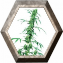 Fruity Juice Regular 10 semillas Sensi Seeds