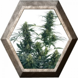 Guerrillas Gusto Regular 10 semillas Sensi Seeds SENSI SEEDS SENSI SEEDS