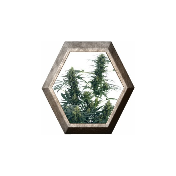 Guerrillas Gusto Regular 10 semillas Sensi Seeds SENSI SEEDS SENSI SEEDS