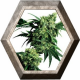 G13 Hashplant Mr. Nice Regular 10 semillas Sensi Seeds