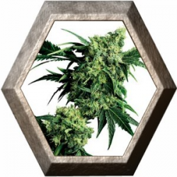 G13 Hashplant Mr. Nice Regular 10 semillas Sensi Seeds SENSI SEEDS SENSI SEEDS