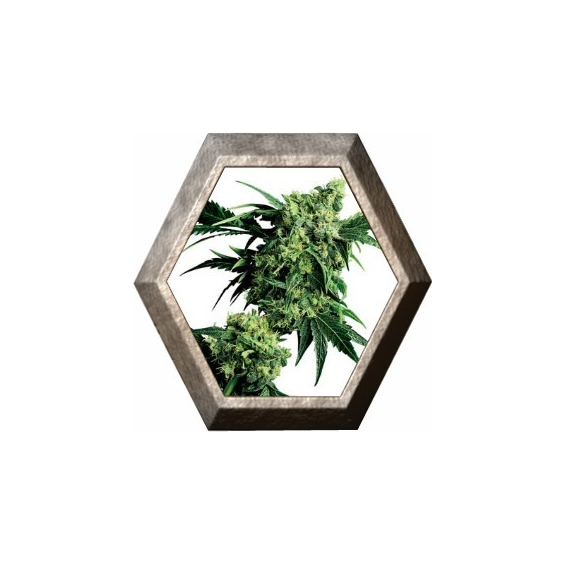 G13 Hashplant Mr. Nice Regular 10 semillas Sensi Seeds SENSI SEEDS SENSI SEEDS