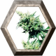 Hash Plant Regular 10 semillas Sensi Seeds SENSI SEEDS SENSI SEEDS