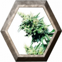 Hash Plant Regular 10 semillas Sensi Seeds