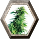 Hindu Kush Regular 10 semillas Sensi Seeds SENSI SEEDS SENSI SEEDS