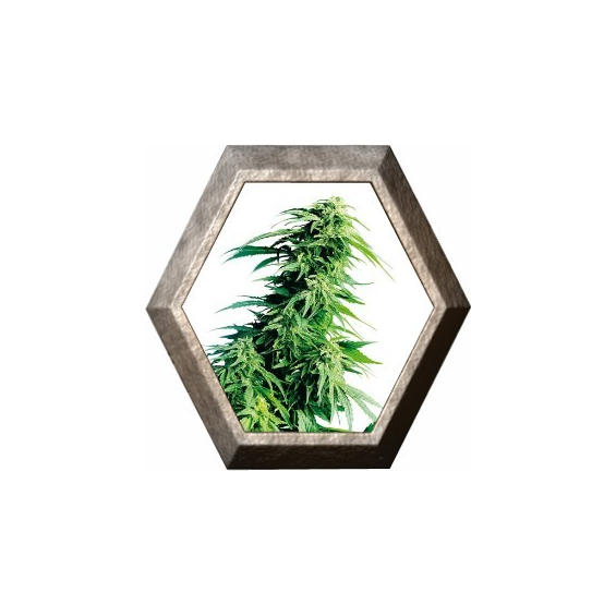 Hindu Kush Regular 10 semillas Sensi Seeds SENSI SEEDS SENSI SEEDS