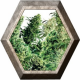 Indor Mix Regular 25 semillas Sensi Seeds SENSI SEEDS SENSI SEEDS