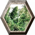 Indor Mix Regular 25 semillas Sensi Seeds