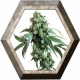 Jack Flash Regular 10 semillas Sensi Seeds SENSI SEEDS SENSI SEEDS