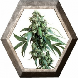 Jack Flash Regular 10 semillas Sensi Seeds SENSI SEEDS SENSI SEEDS