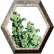 Jack Herer Regular 10 semillas Sensi Seeds SENSI SEEDS SENSI SEEDS