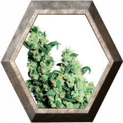 Jack Herer Regular 10 semillas Sensi Seeds SENSI SEEDS SENSI SEEDS