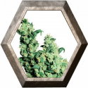 Jack Herer Regular 10 semillas Sensi Seeds