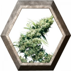 Jamaican Pearl Regular 10 semillas Sensi Seeds SENSI SEEDS SENSI SEEDS