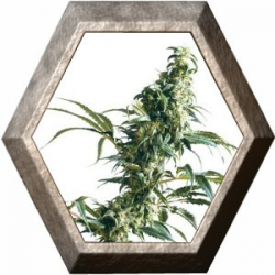 Mexican Sativa Regular 10 semillas Sensi Seeds SENSI SEEDS SENSI SEEDS