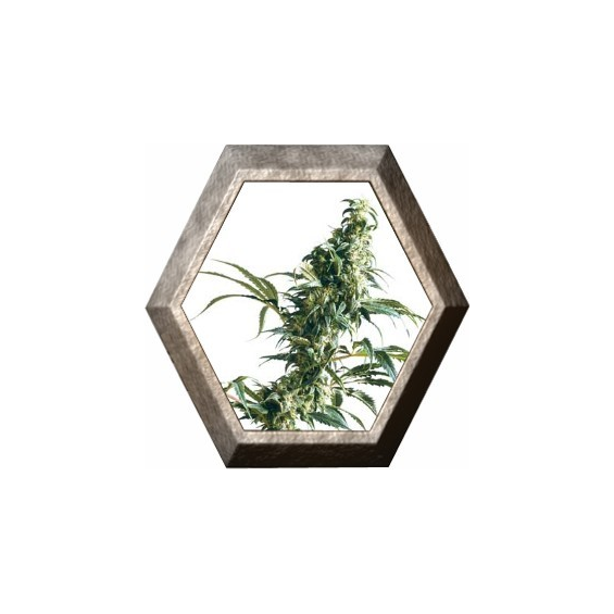 Mexican Sativa Regular 10 semillas Sensi Seeds SENSI SEEDS SENSI SEEDS