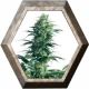 Mother Finest Regular 10 semillas Sensi Seeds