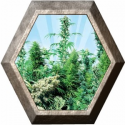 Outdoor Mix Regular 25 semillas Sensi Seeds