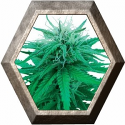 Rudelaris Indica Regular 10 semillas Sensi Seeds SENSI SEEDS SENSI SEEDS